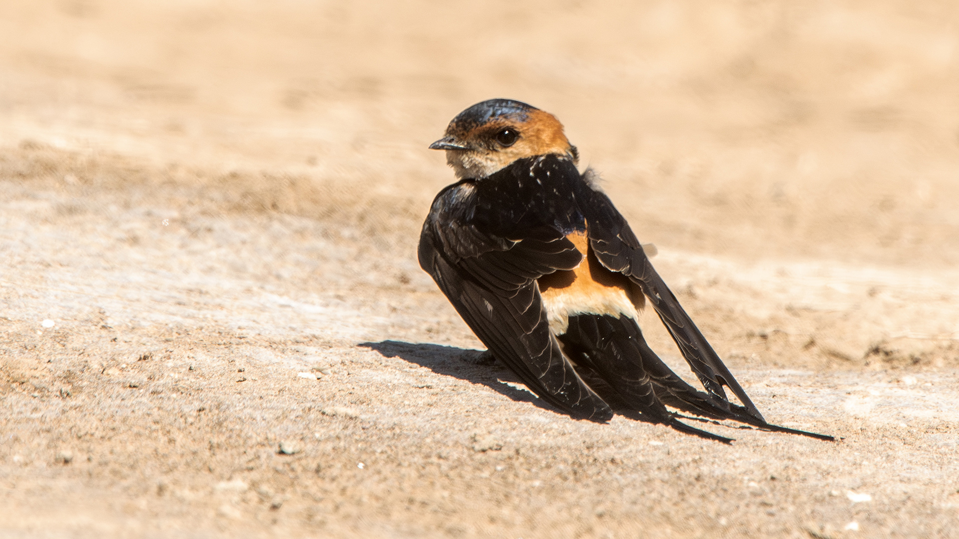 Red-rumped Swallow